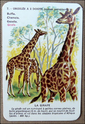 La girafe
